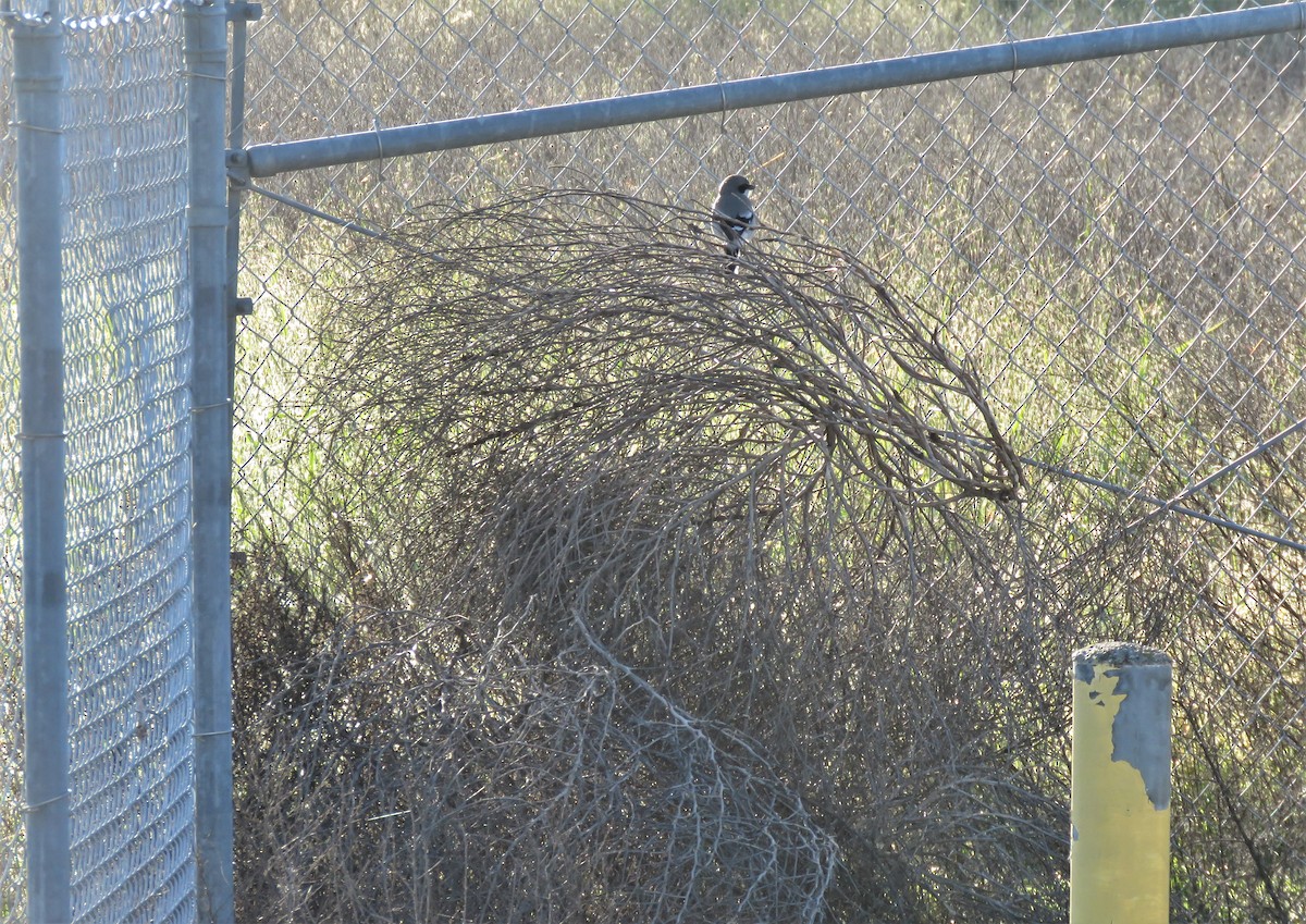 Loggerhead Shrike - ML617238124