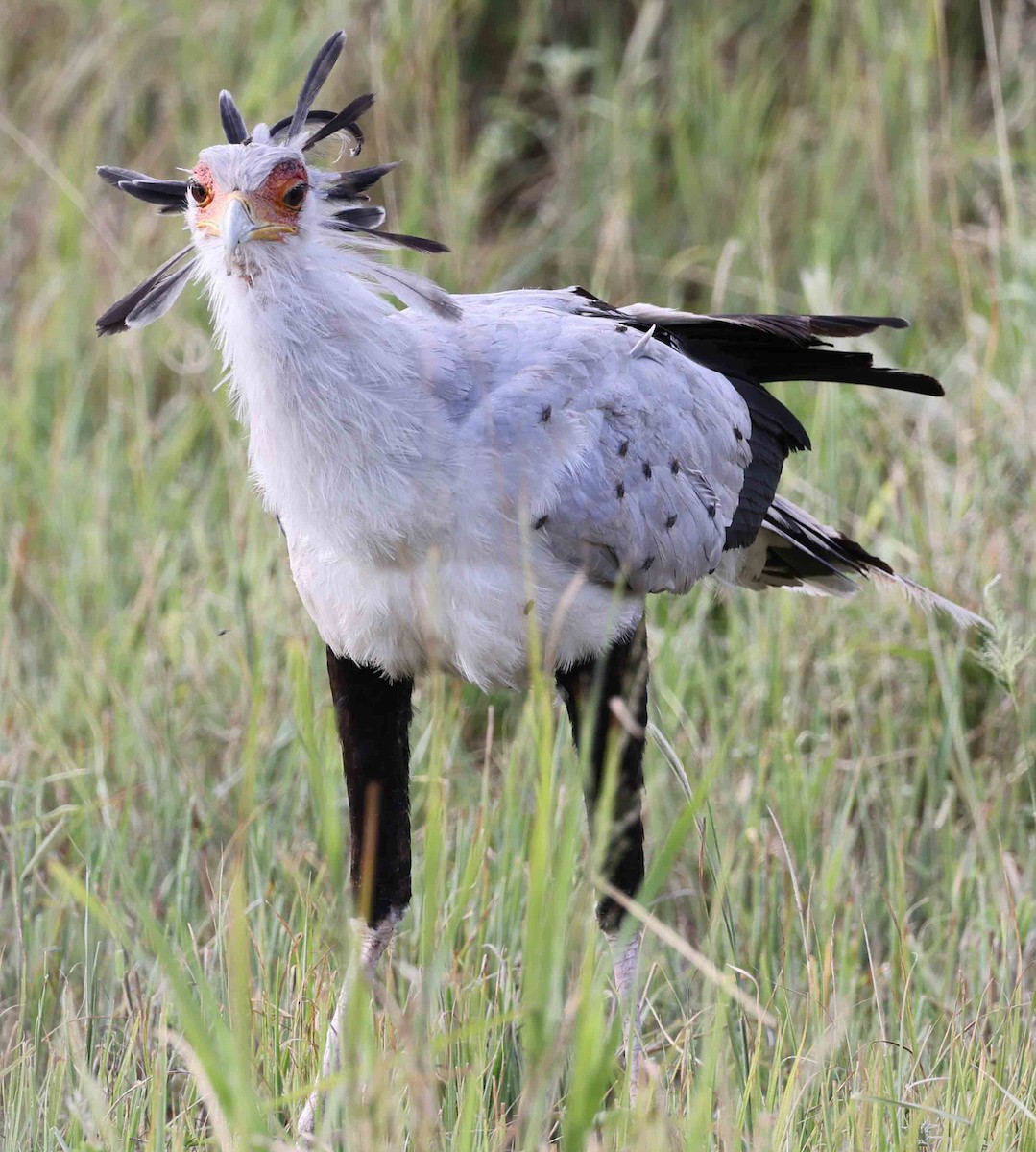 Secretarybird - ML617238125