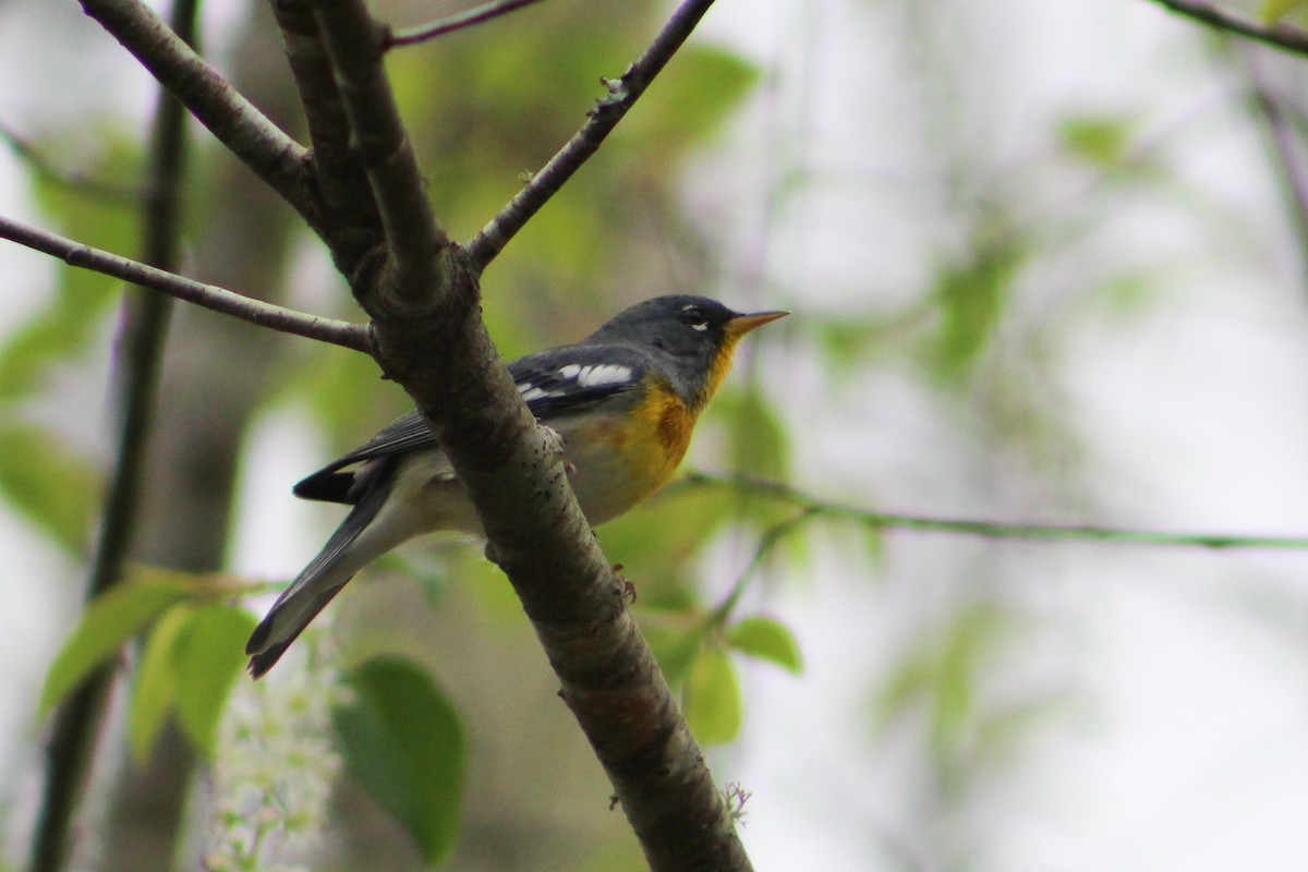 Northern Parula - ML617238128