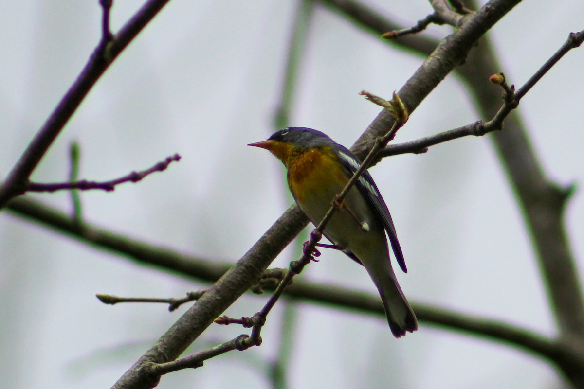 Northern Parula - ML617238129