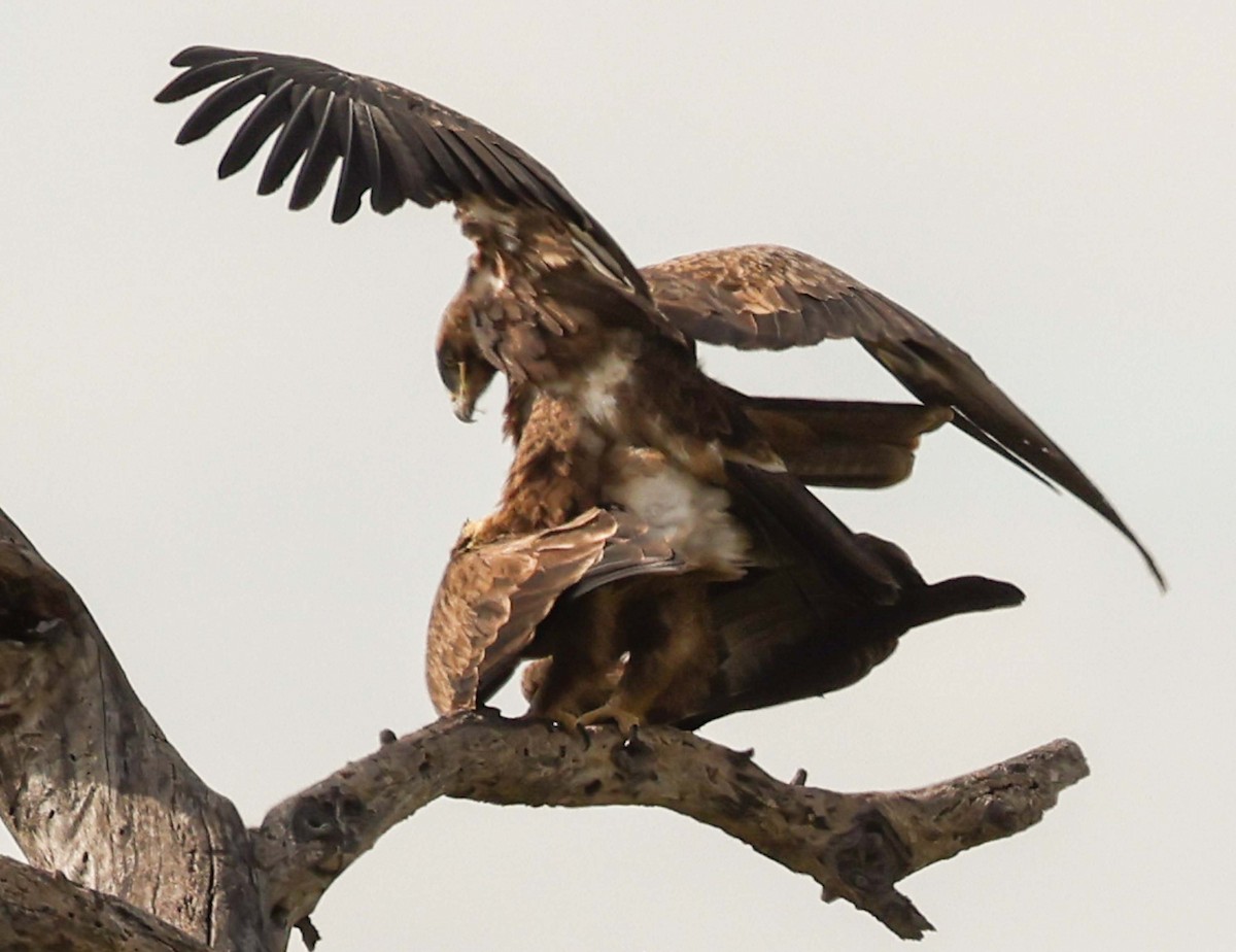 Black Kite - ML617238138