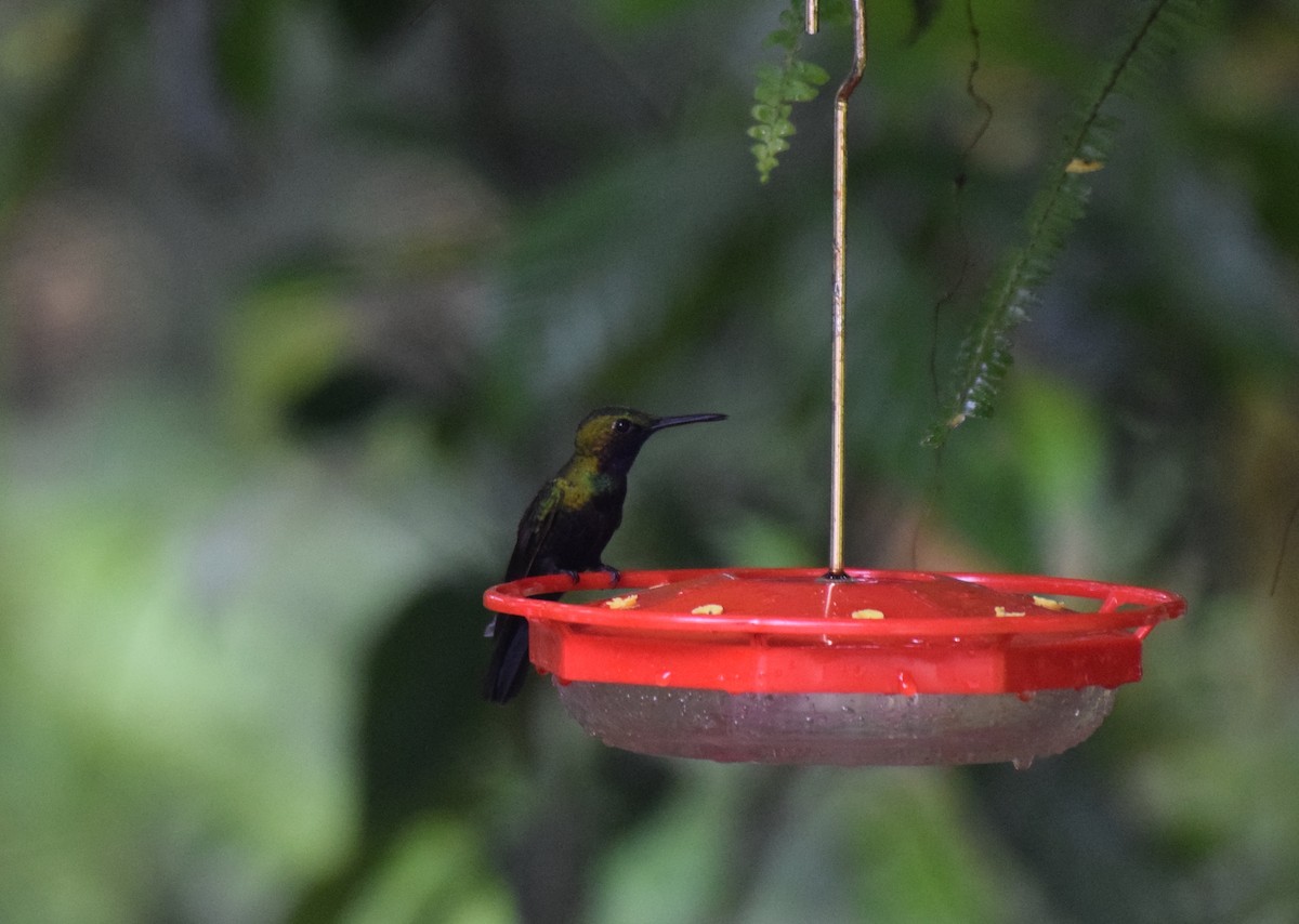 Black-throated Brilliant - Nick Kowalske