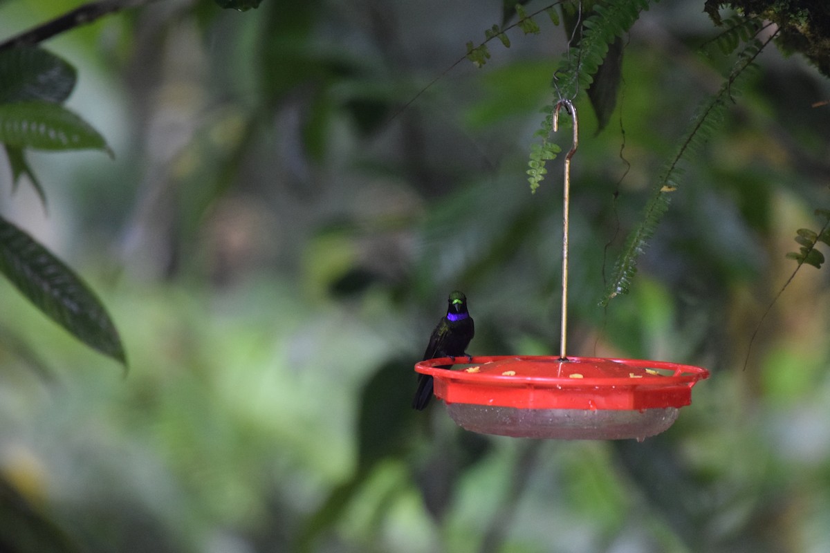 Black-throated Brilliant - Nick Kowalske