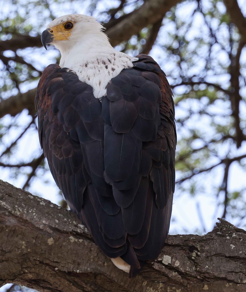 African Fish-Eagle - ML617238150