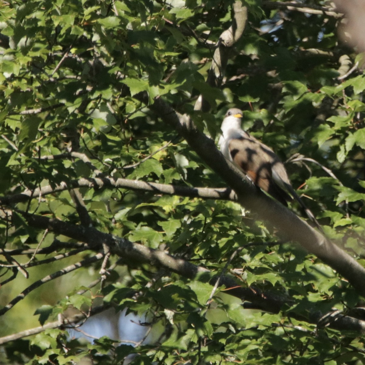 Yellow-billed Cuckoo - ML617238156