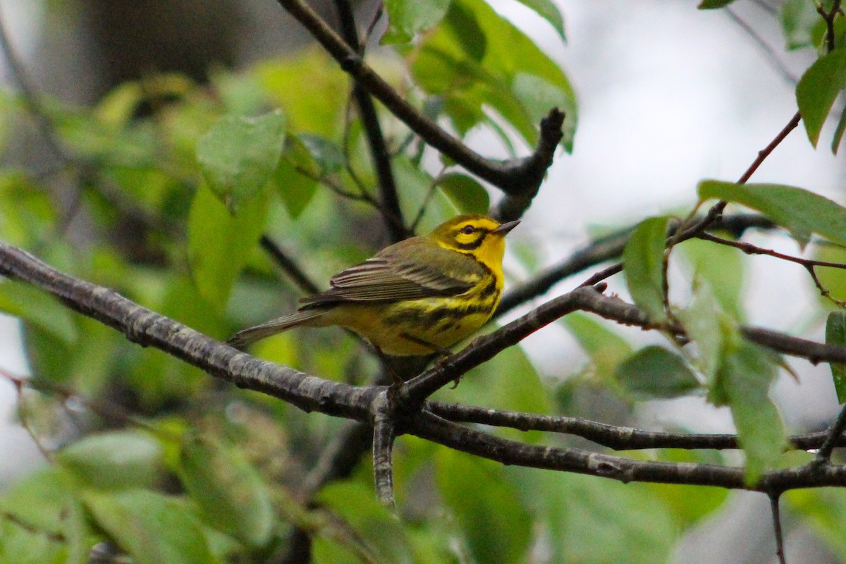 Prairie Warbler - Derrick  Ingle