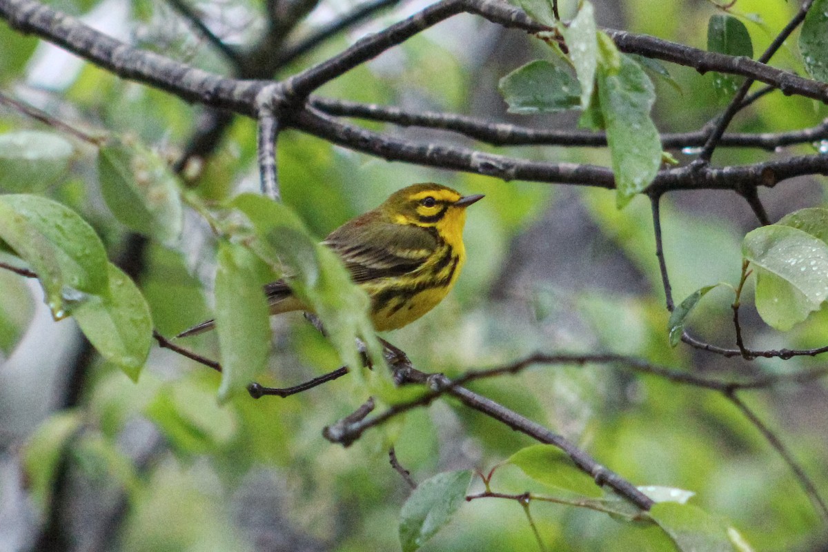 Prairie Warbler - ML617238177