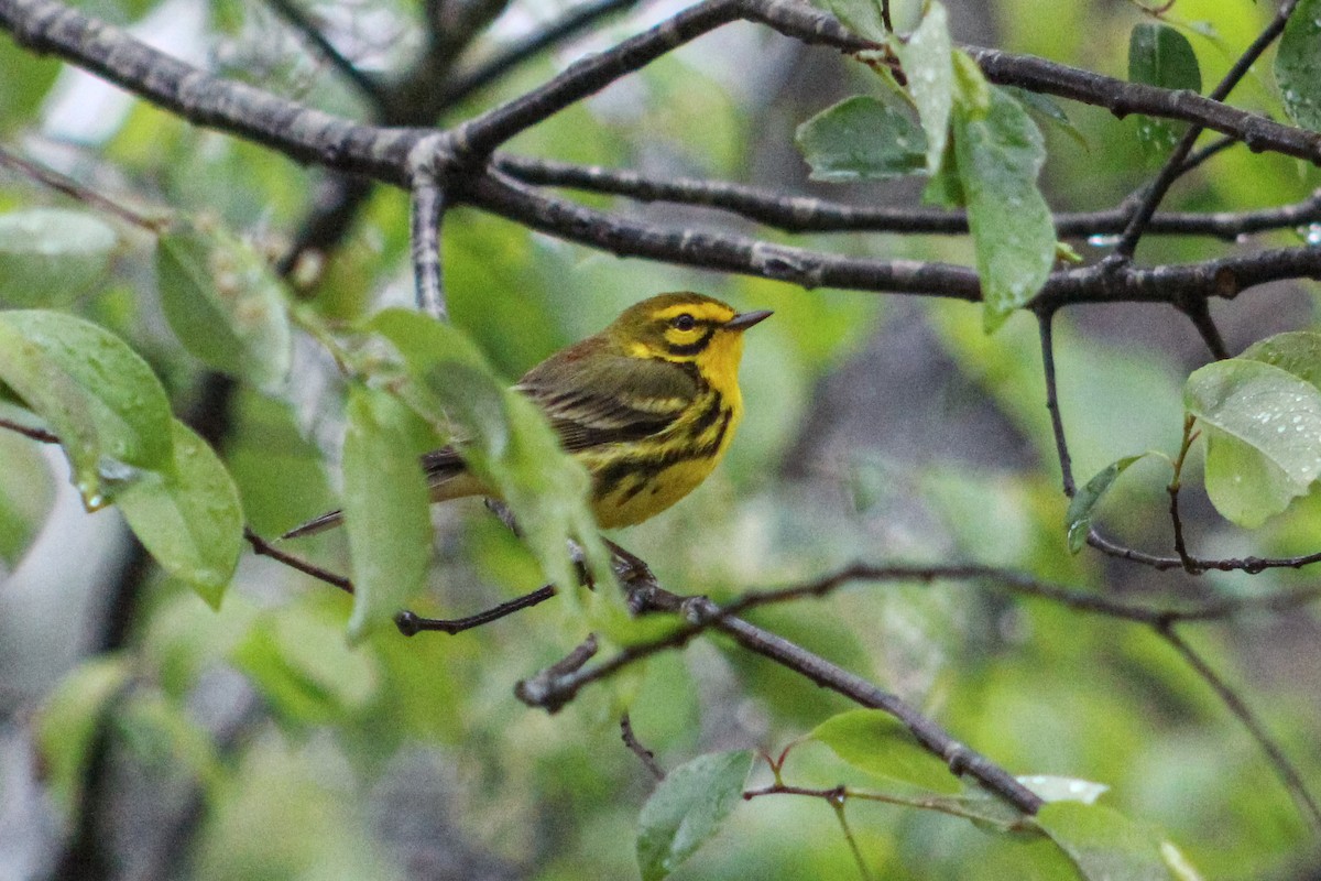 Prairie Warbler - Derrick  Ingle