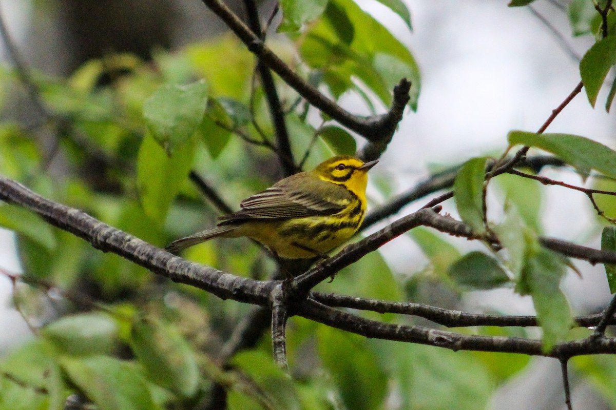 Prairie Warbler - ML617238178