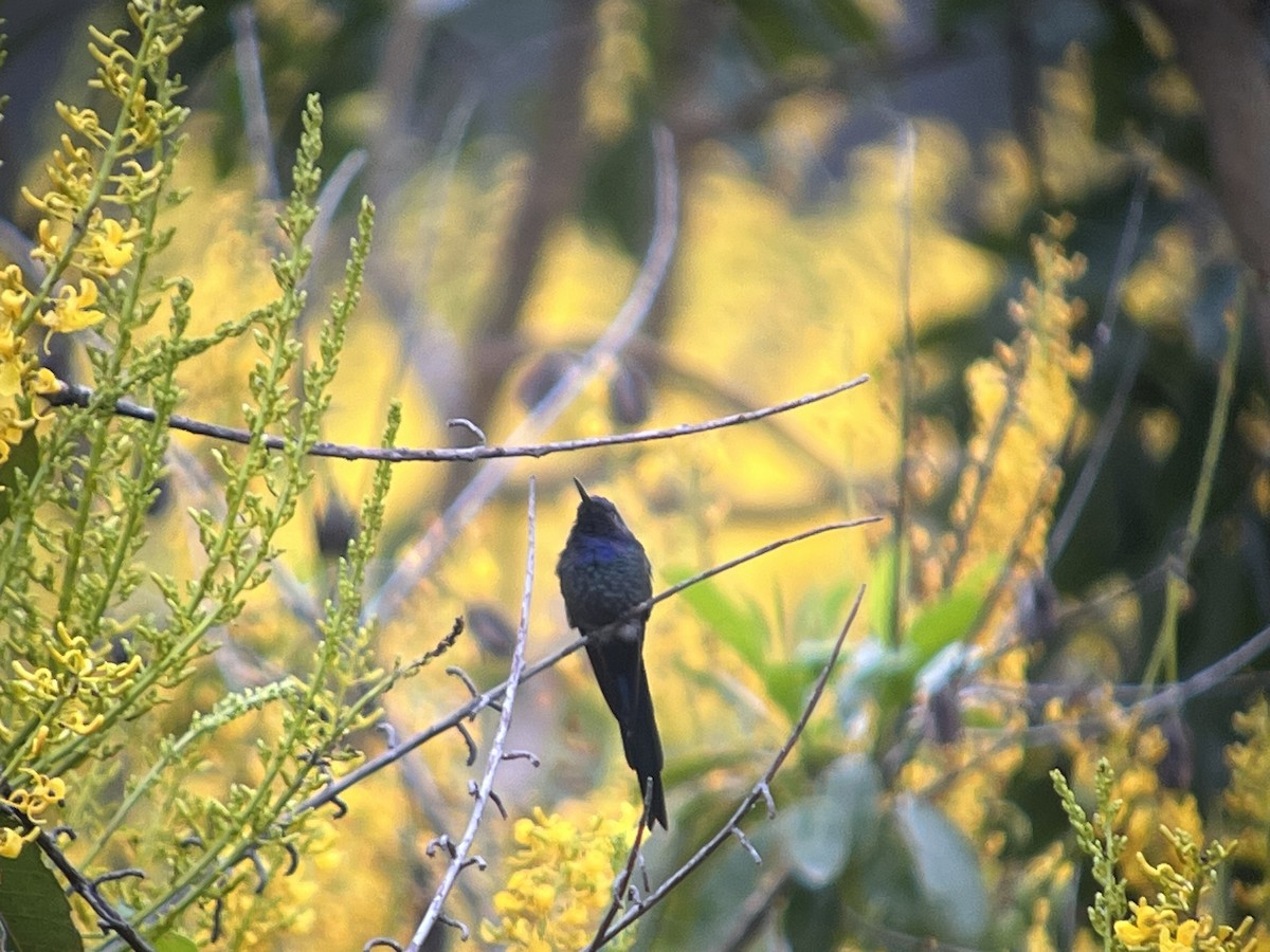 Swallow-tailed Hummingbird - ML617238180