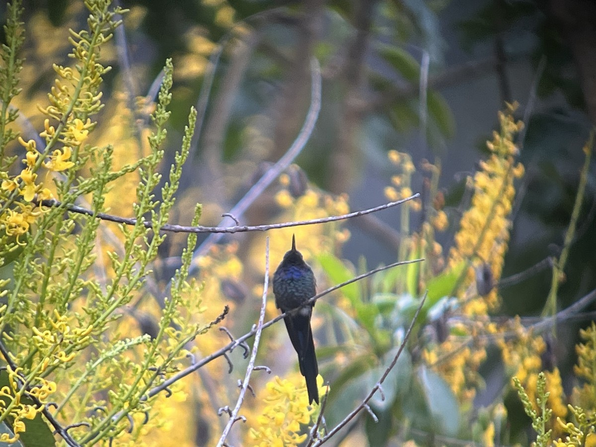 Swallow-tailed Hummingbird - ML617238181