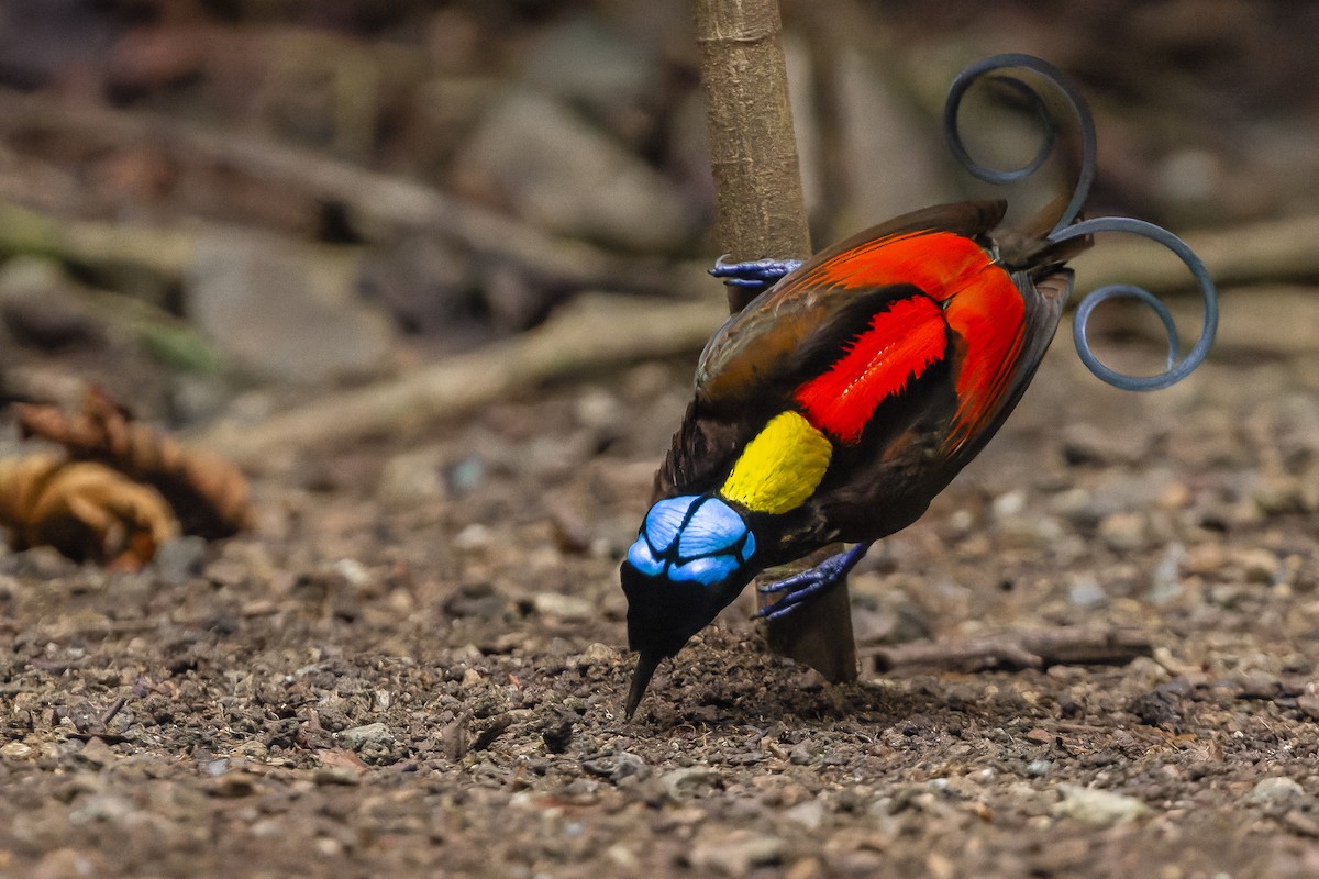 Wilson's Bird-of-Paradise - Joachim Bertrands