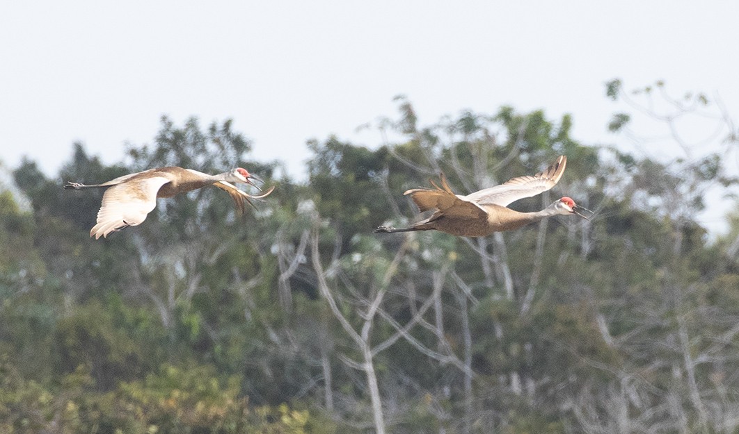 Sandhill Crane - Freddy Camara