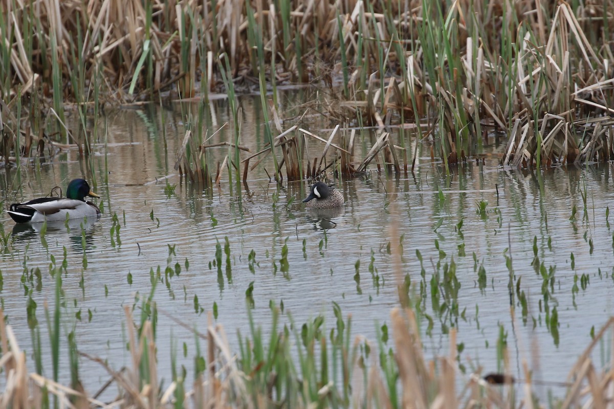 Blue-winged Teal - ML617238232