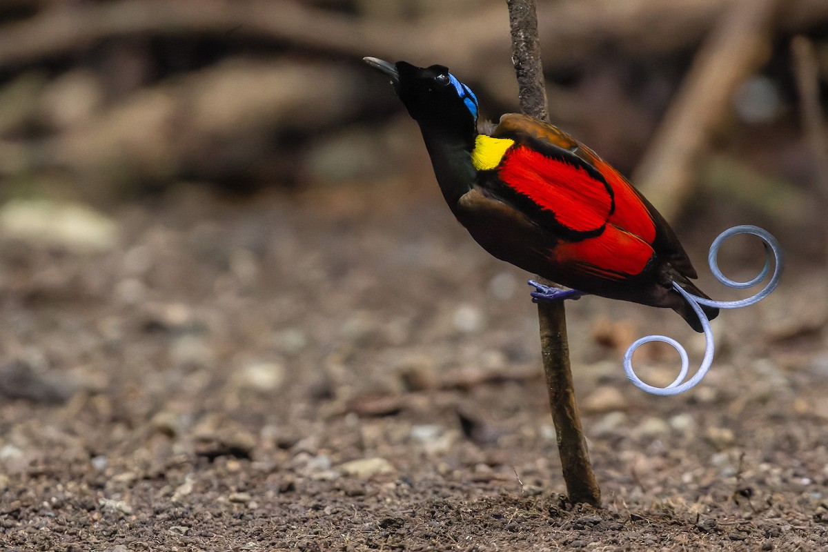 Wilson's Bird-of-Paradise - Joachim Bertrands