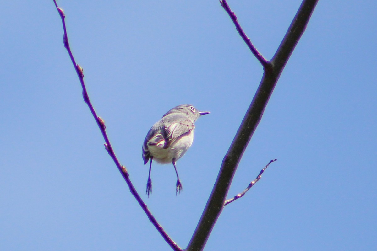 Blue-gray Gnatcatcher - Derrick  Ingle