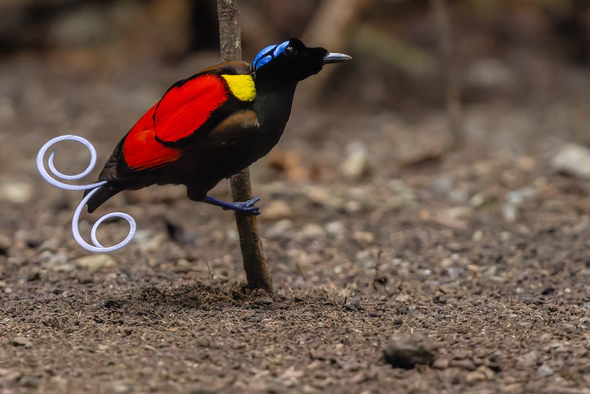 Wilson's Bird-of-Paradise - Joachim Bertrands