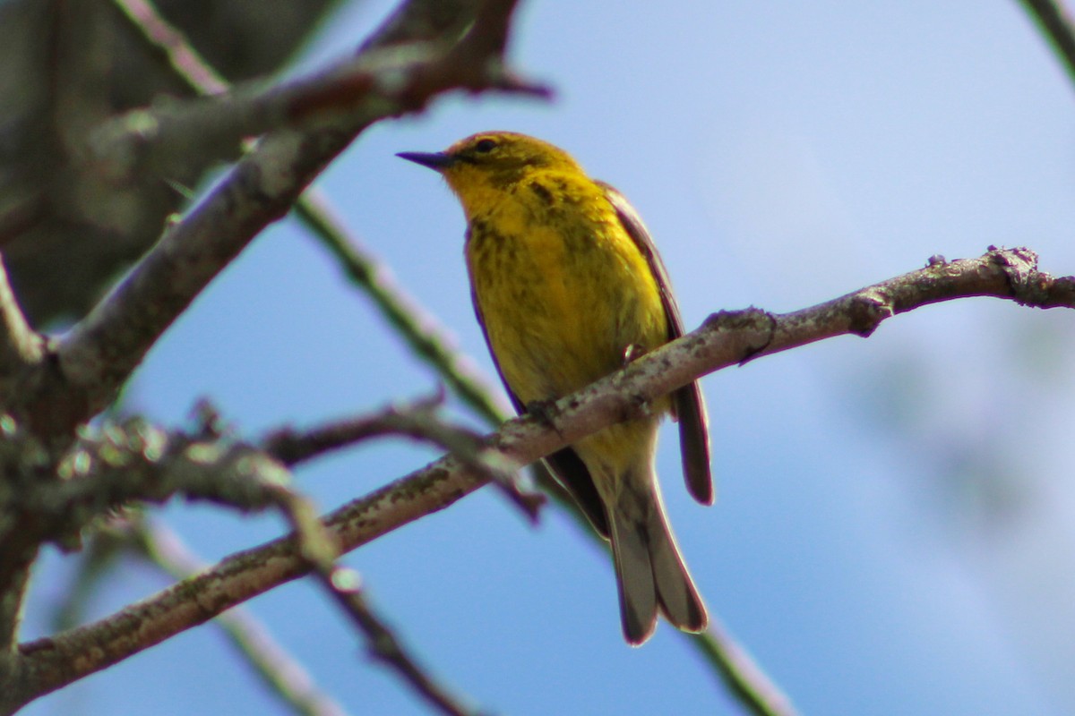 Pine Warbler - Derrick  Ingle