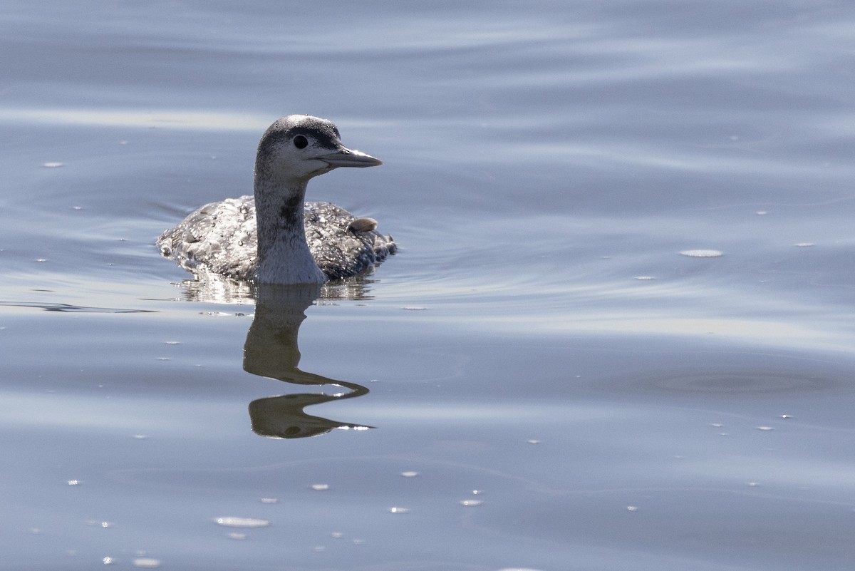 Red-throated Loon - ML617238277