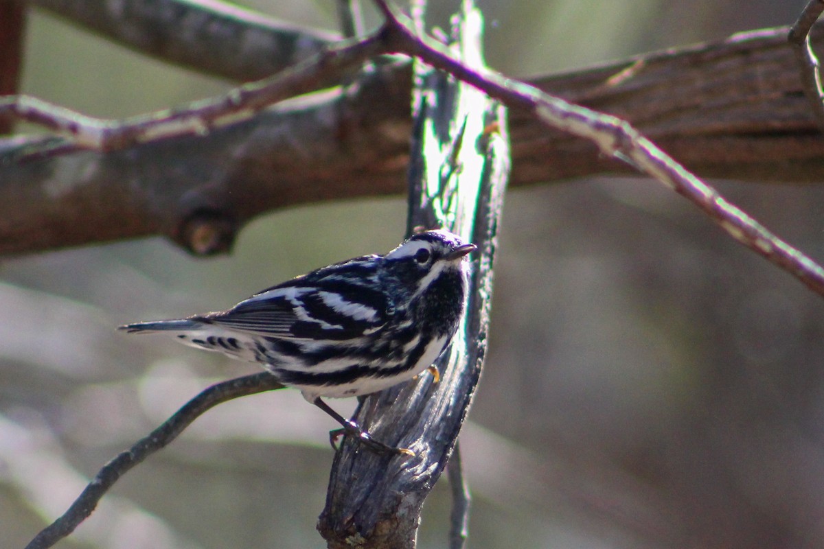 Black-and-white Warbler - Derrick  Ingle