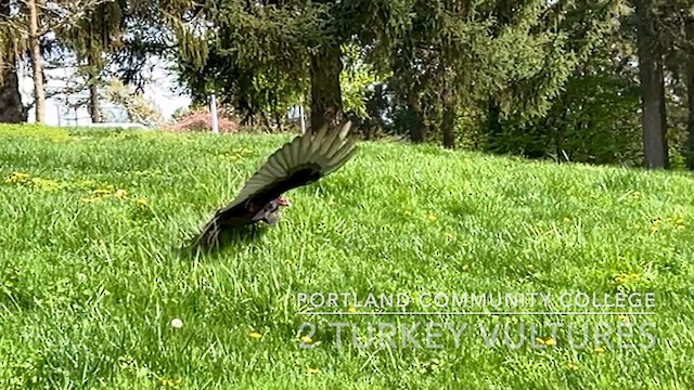 Turkey Vulture - ML617238291