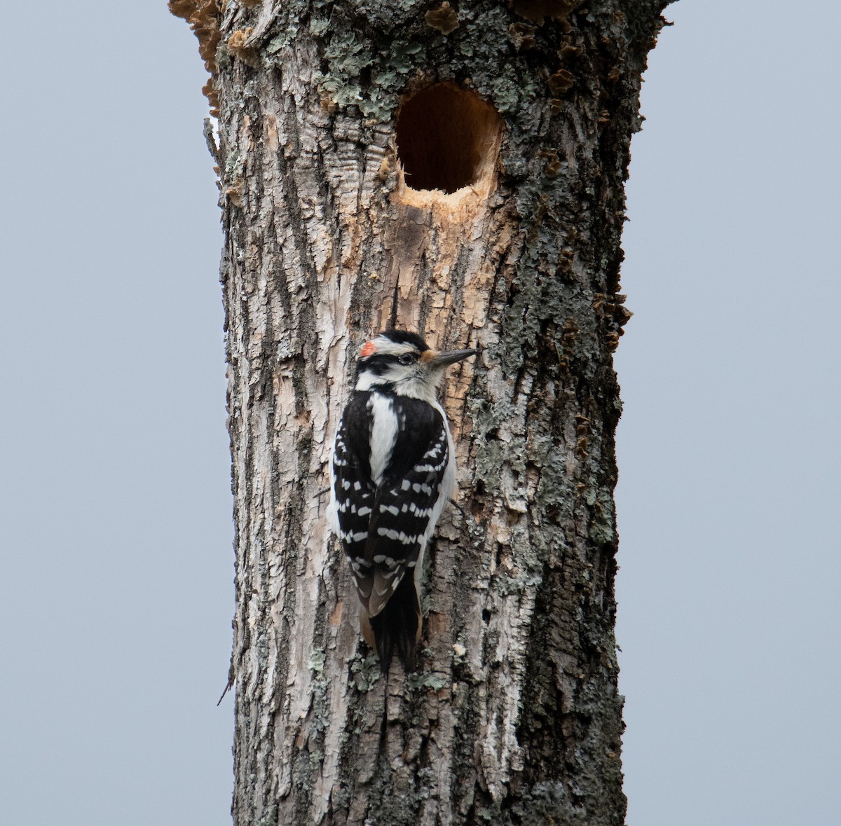 Hairy Woodpecker - David Robinson