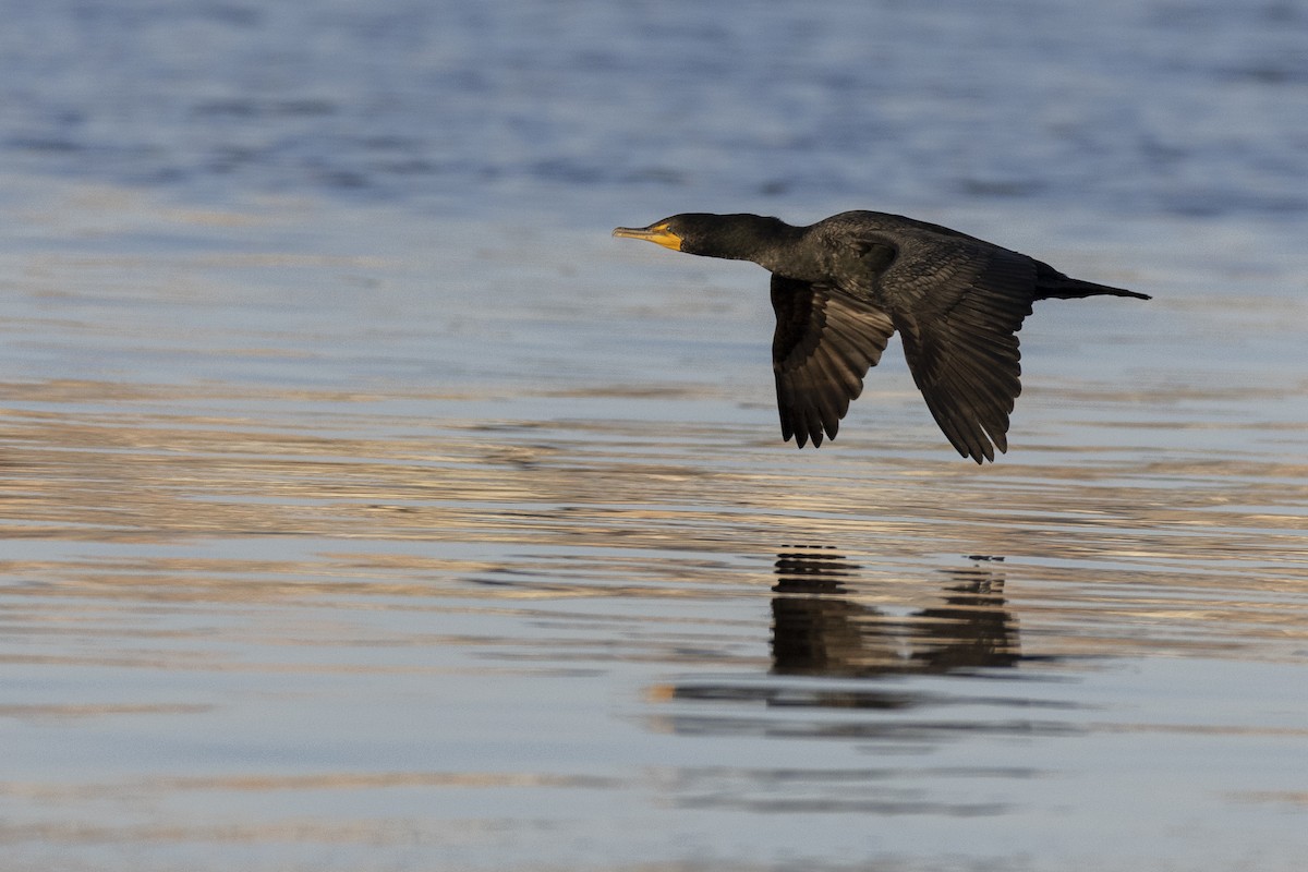 Double-crested Cormorant - ML617238296