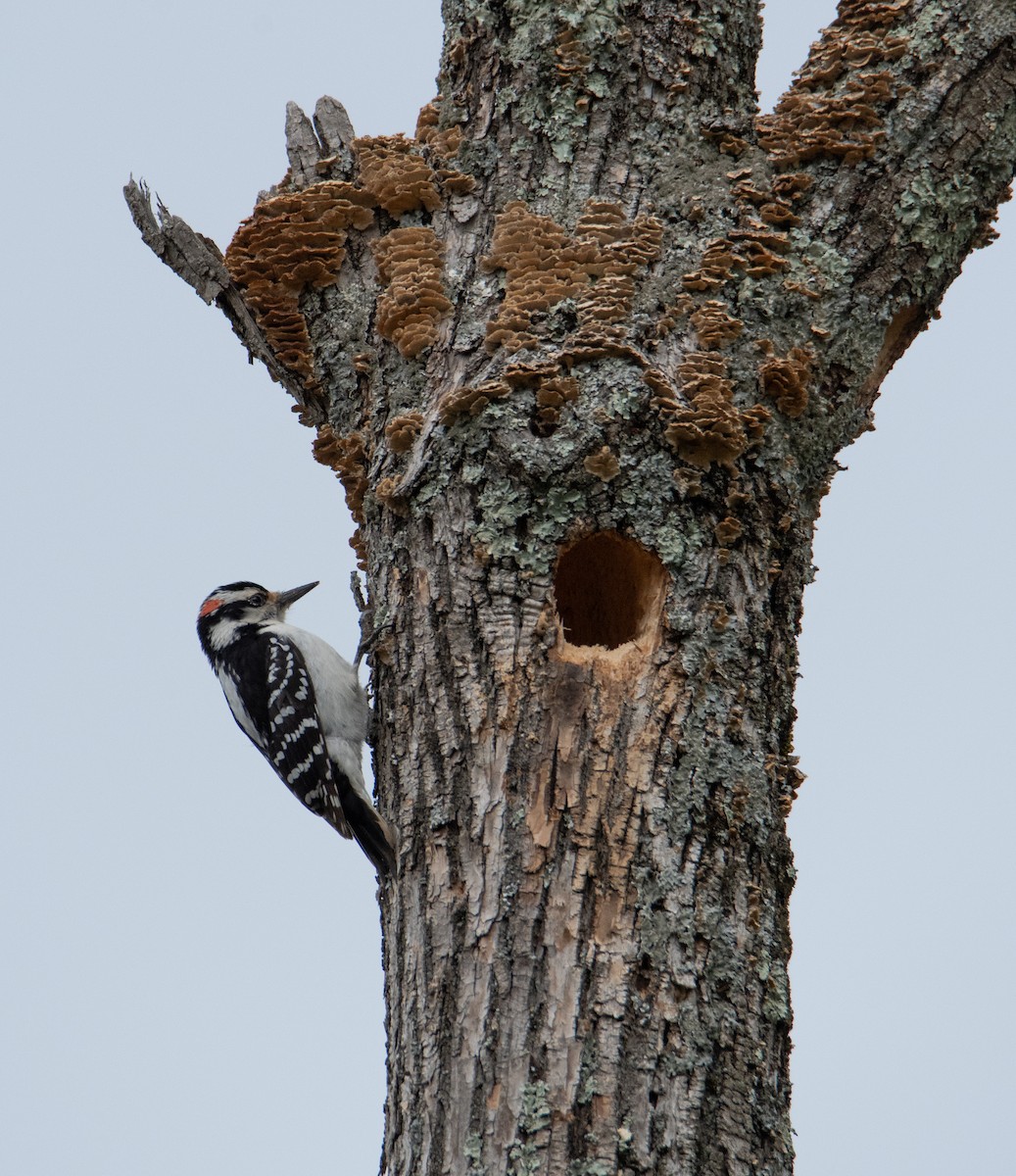 Hairy Woodpecker - David Robinson