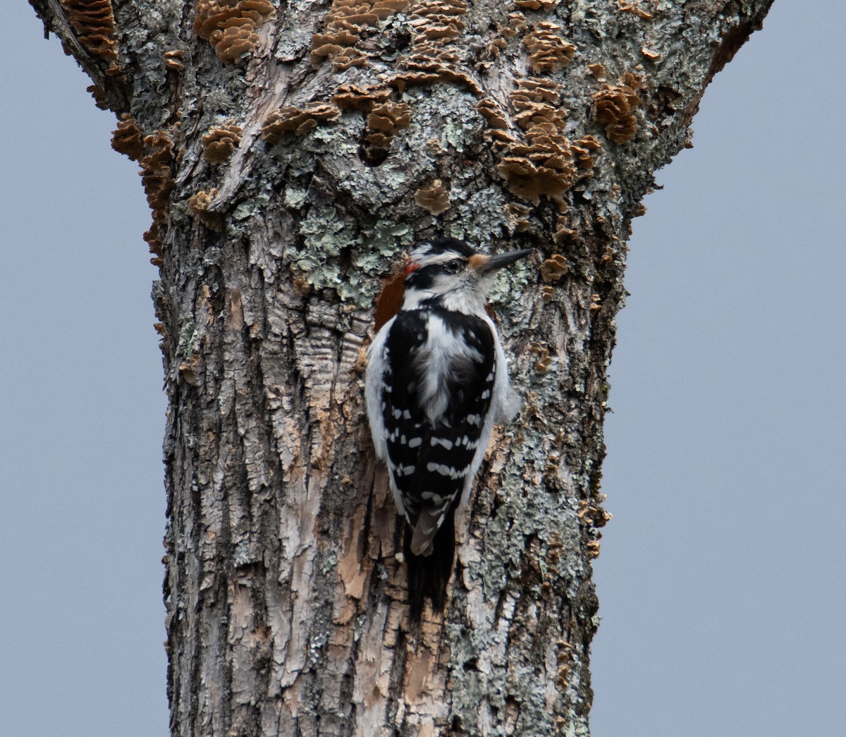 Hairy Woodpecker - David Robinson