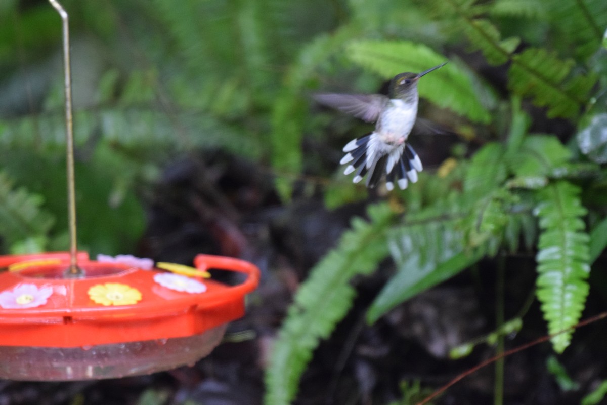 Colibri à queue mi-blanche - ML617238306