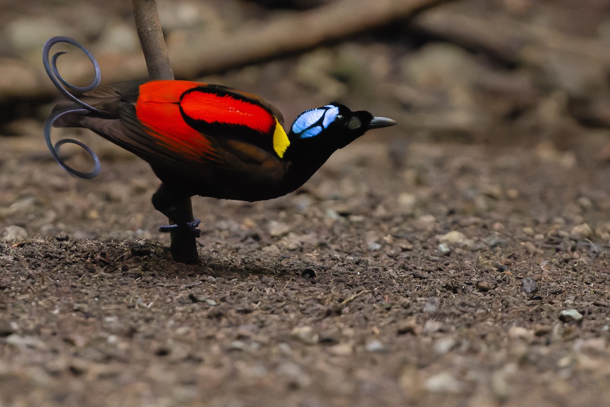 Wilson's Bird-of-Paradise - Joachim Bertrands