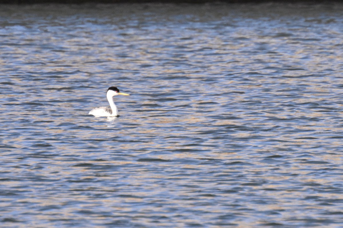 Western Grebe - Thomas Johnson