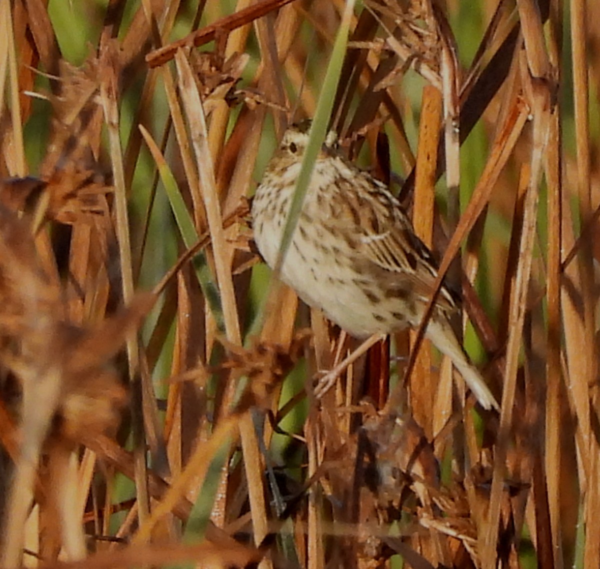 Savannah Sparrow - ML617238322