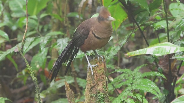 Rufous-vented Ground-Cuckoo - ML617238331