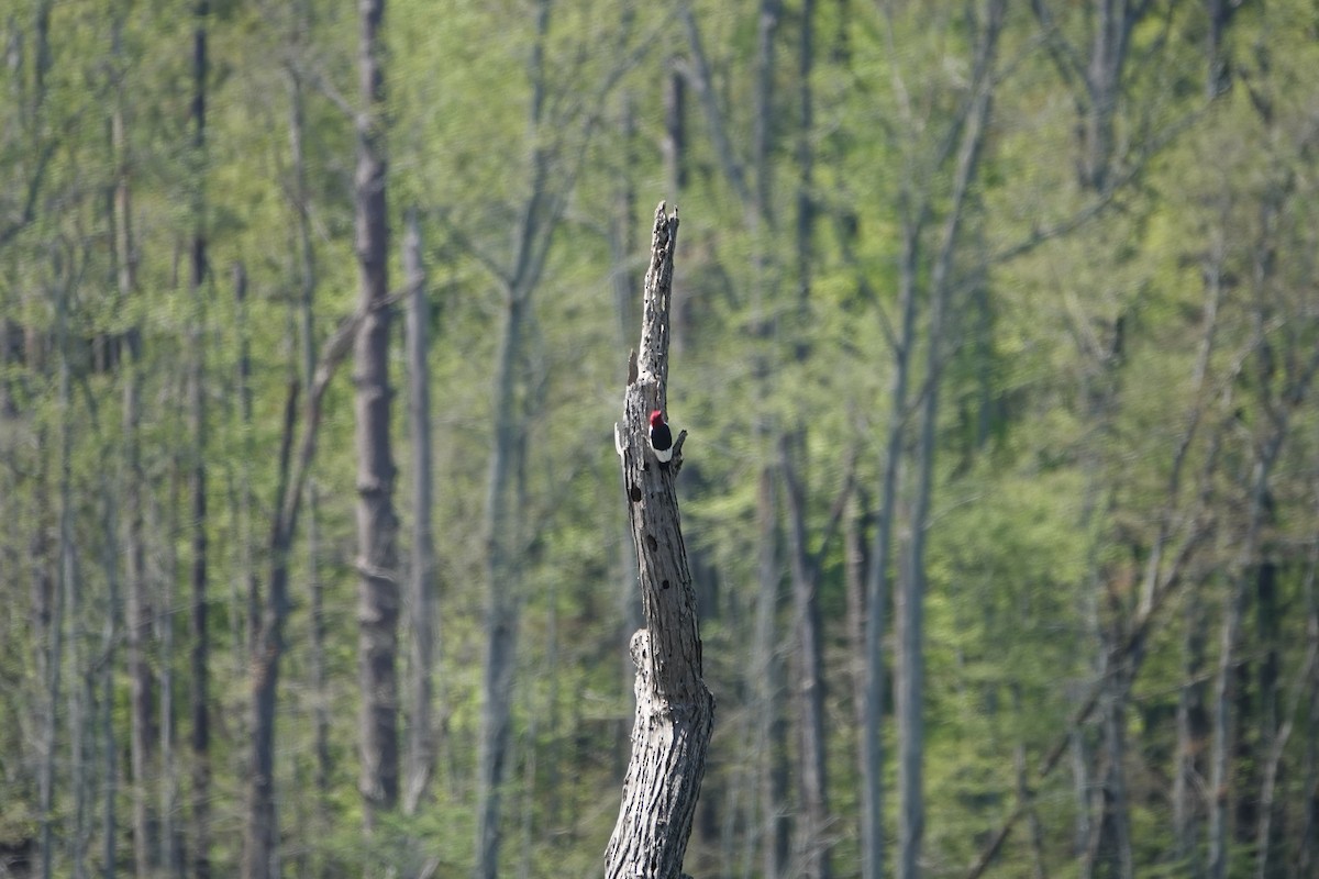 Red-headed Woodpecker - M&D Freudenberg