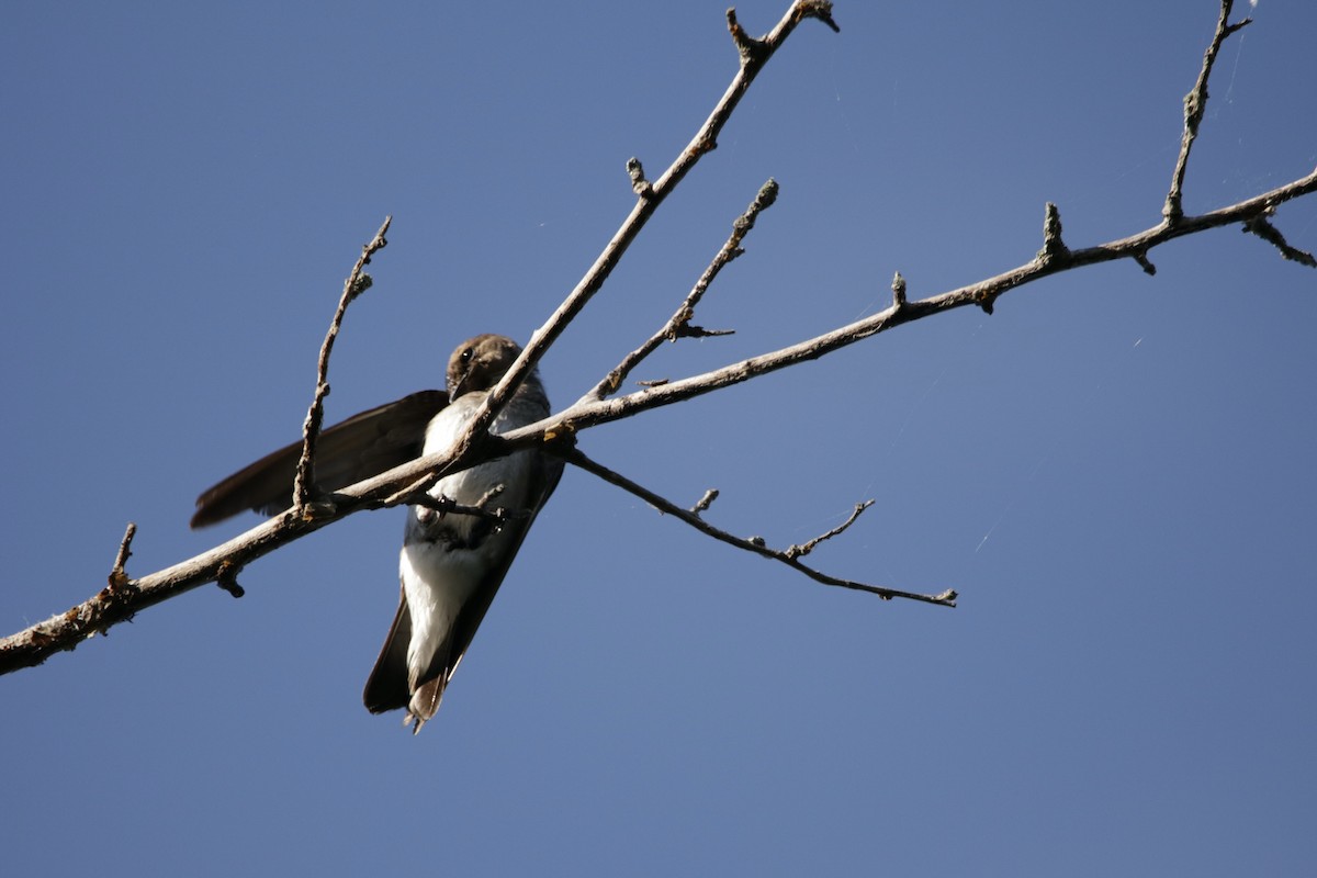 Northern Rough-winged Swallow - Joanna Watson