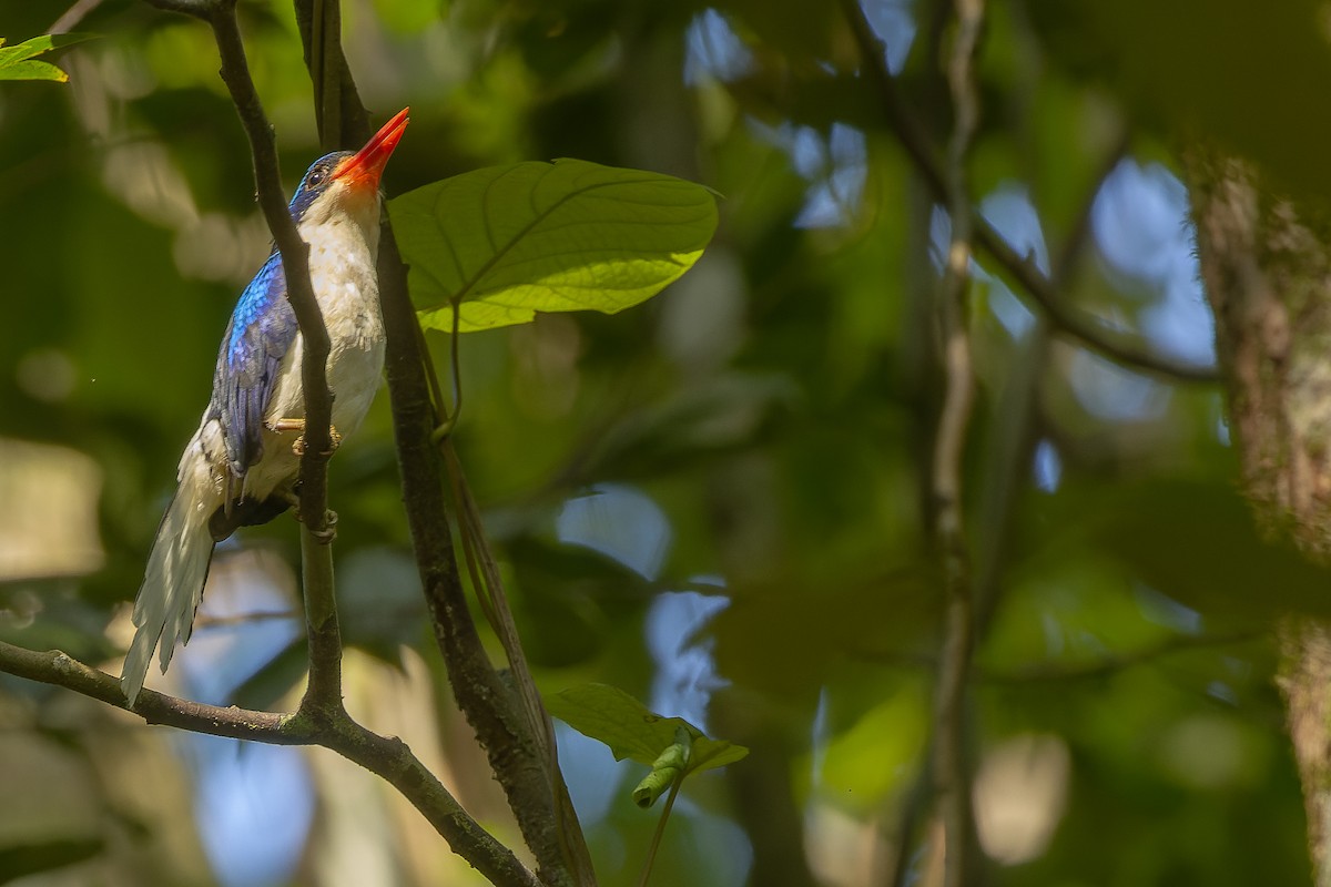 Common Paradise-Kingfisher - ML617238358