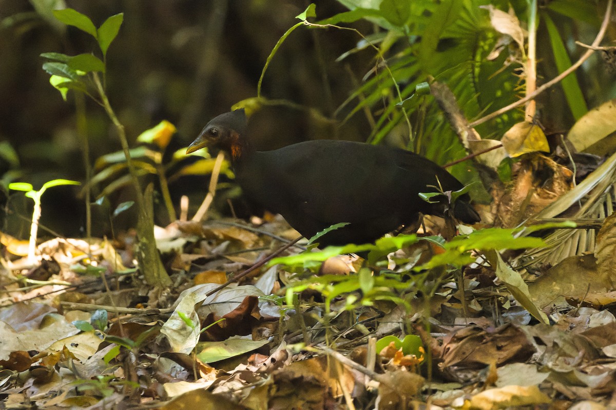 Molukken-Großfußhuhn [freycinet-Gruppe] - ML617238373