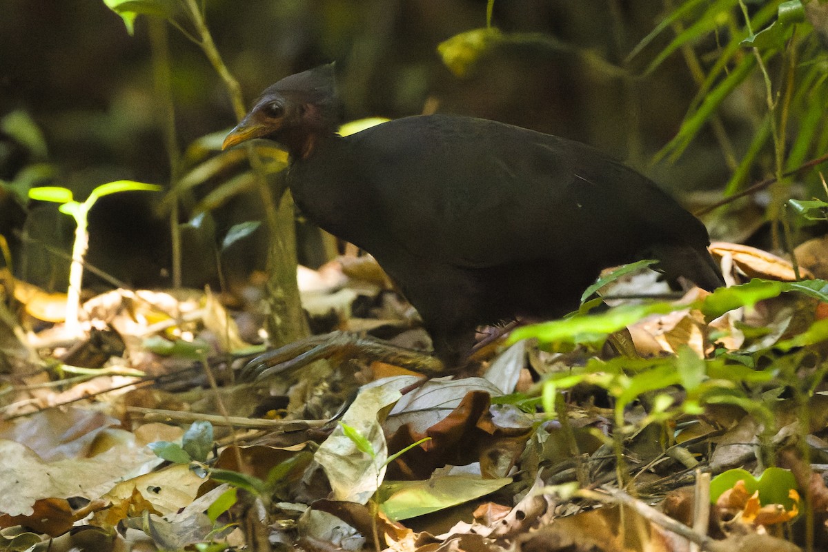 Molukken-Großfußhuhn [freycinet-Gruppe] - ML617238374