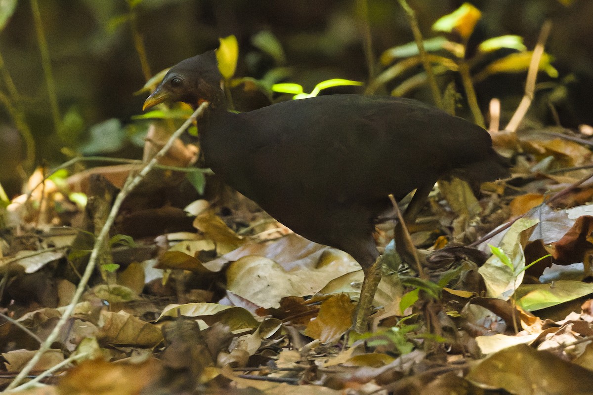 Molukken-Großfußhuhn [freycinet-Gruppe] - ML617238375