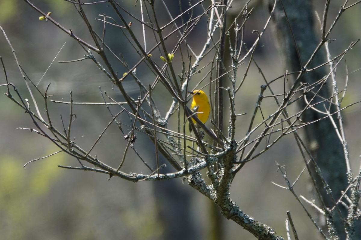 Prothonotary Warbler - M&D Freudenberg