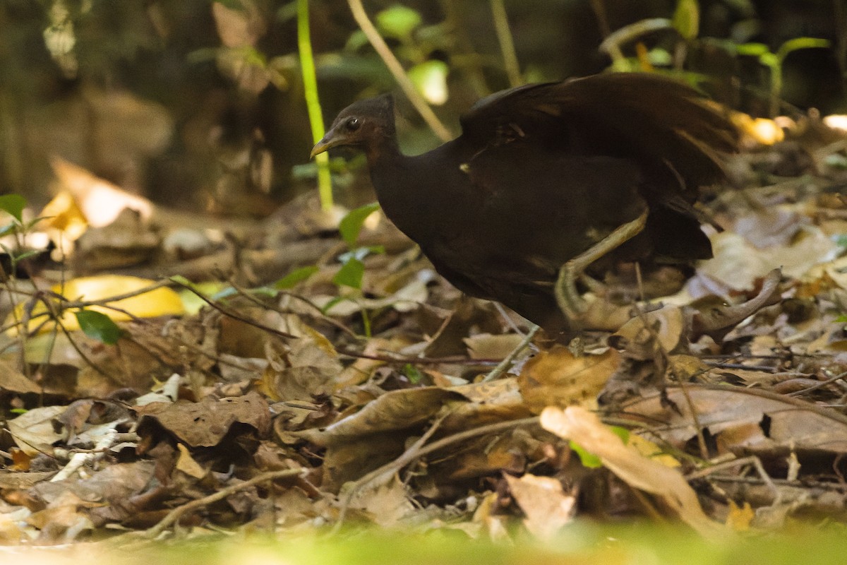 Dusky Megapode (Dusky) - ML617238378