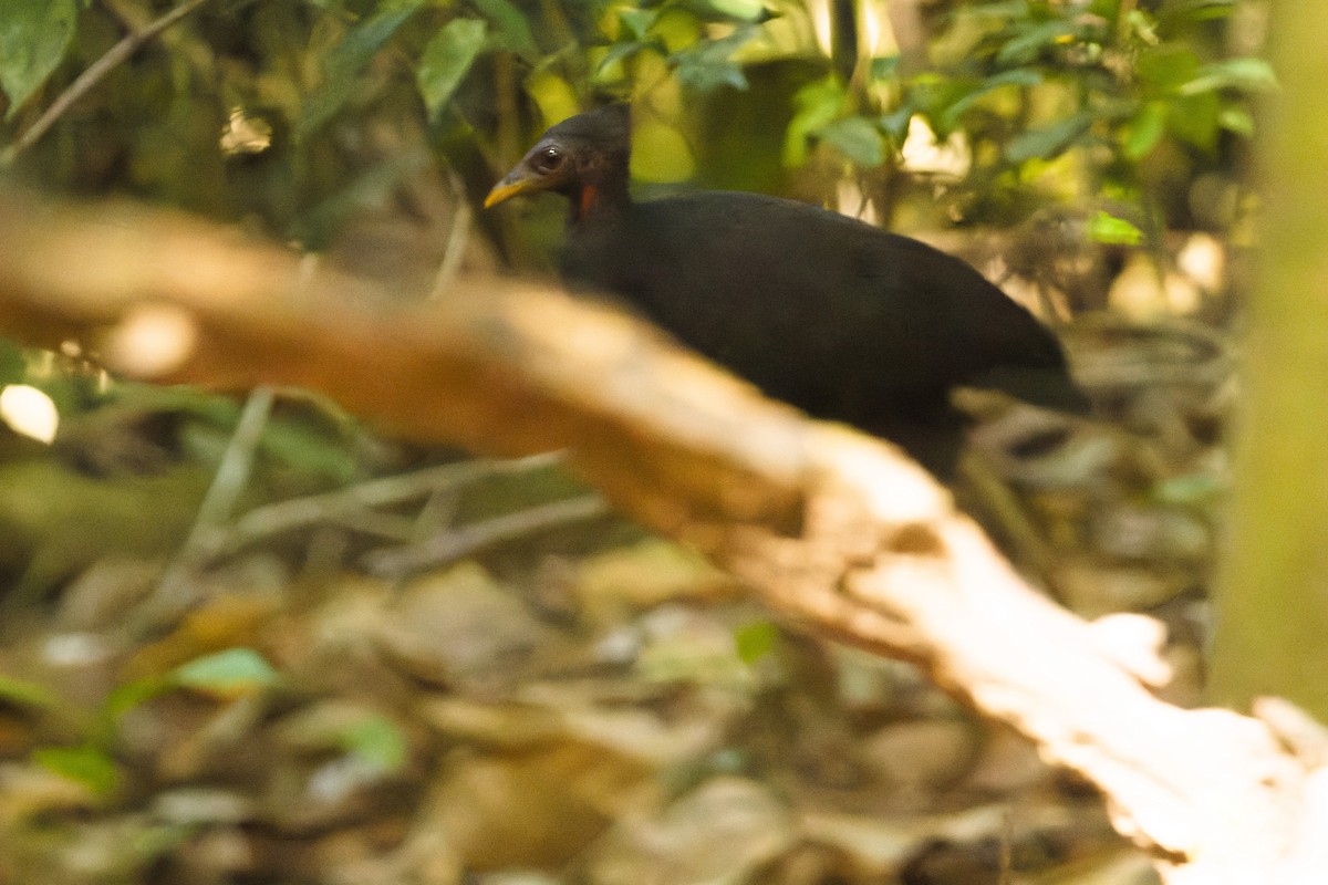 Molukken-Großfußhuhn [freycinet-Gruppe] - ML617238379