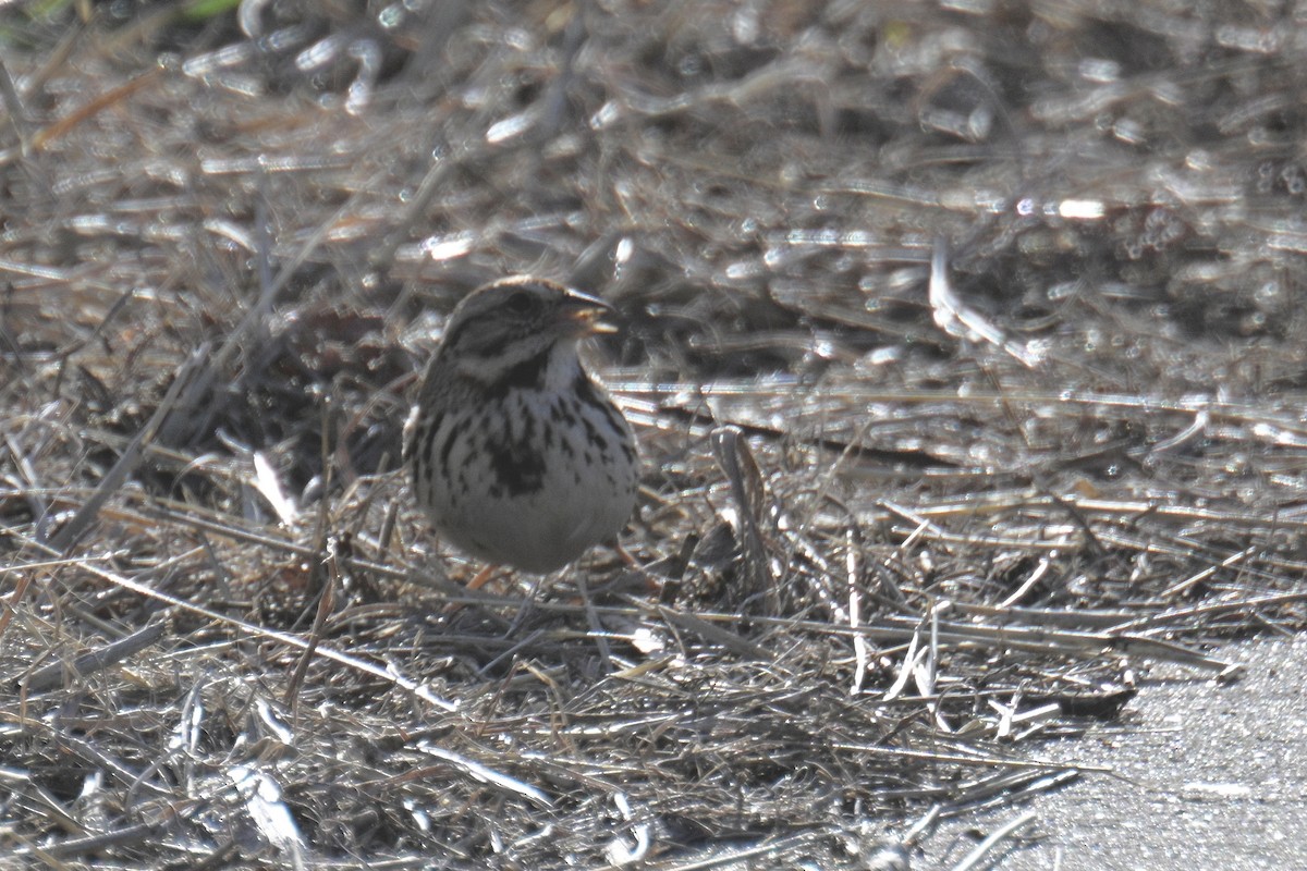 Song Sparrow - ML617238399