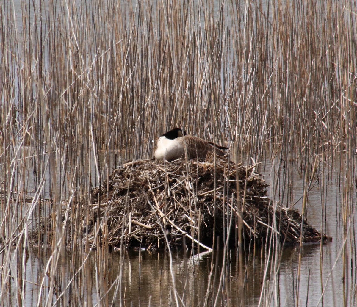 Canada Goose - ML617238419