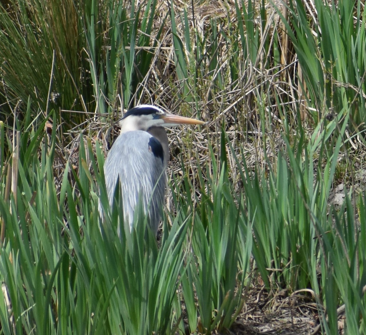 Great Blue Heron - ML617238440