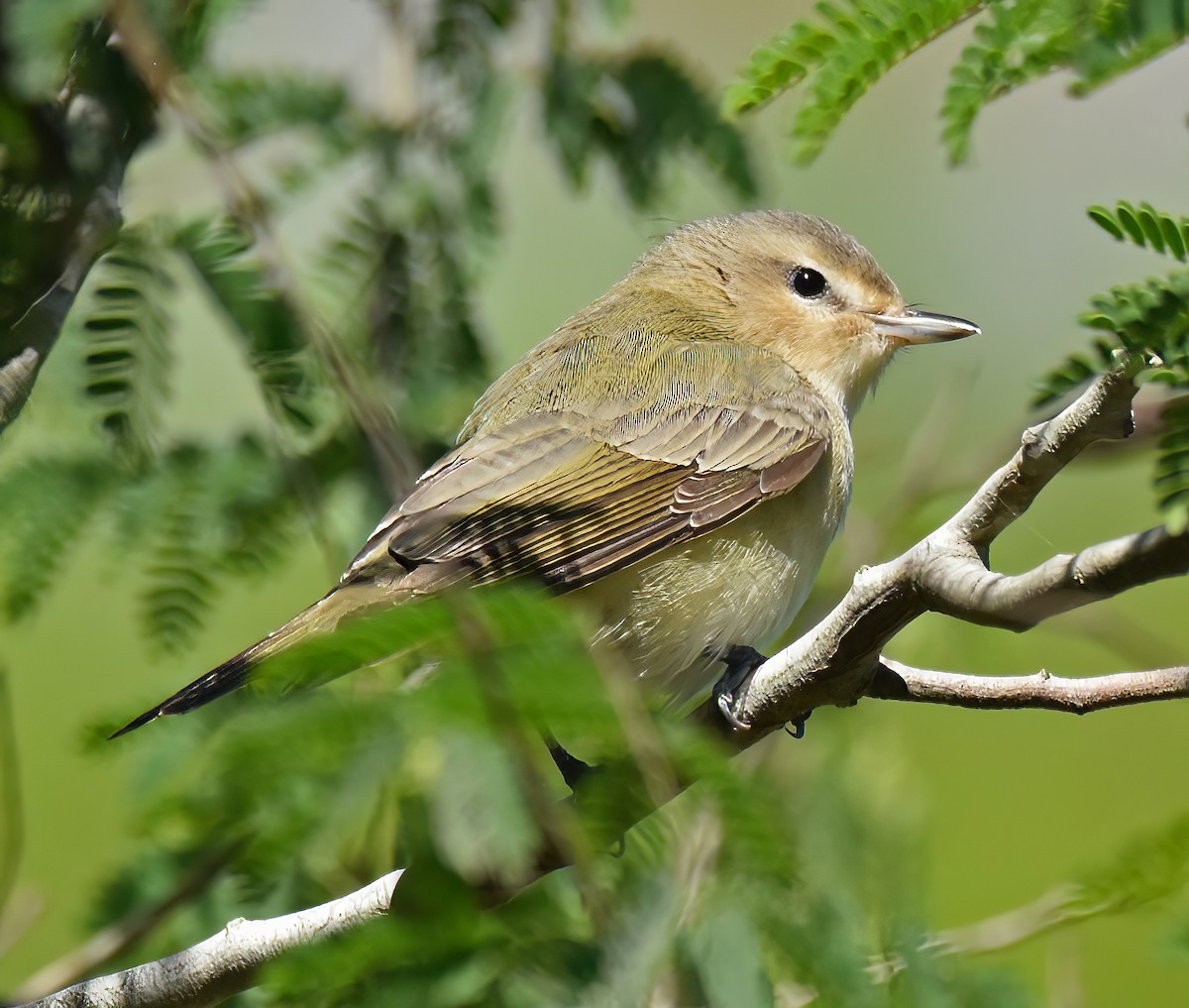 Warbling Vireo - ML617238453