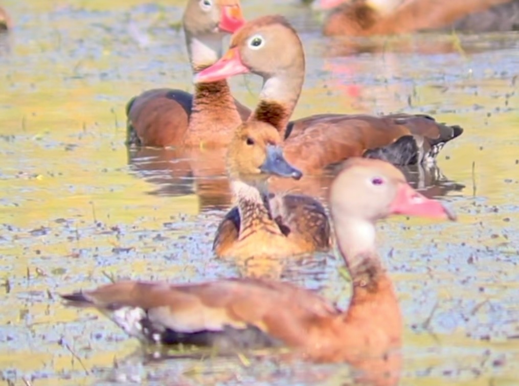Fulvous Whistling-Duck - ML617238474