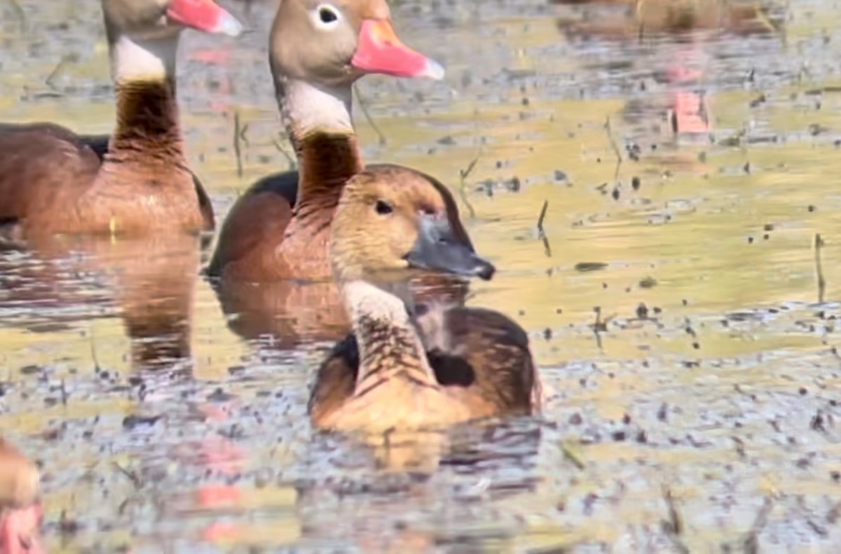 Fulvous Whistling-Duck - ML617238476