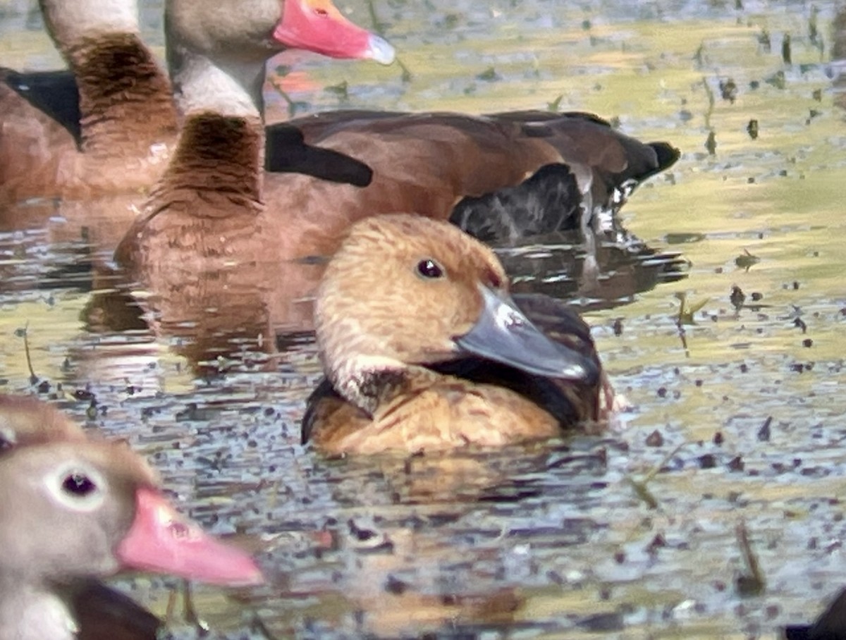 Fulvous Whistling-Duck - ML617238477